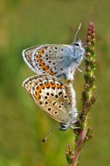 Mating silver-studded blues